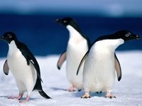 Трое пингвинов на снегу