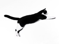 Прыжок кота