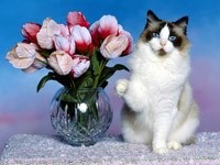 Белая кошка и ваза с тюльпанами