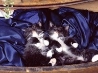 Спят усталые котята