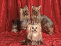 Три собаки  йоркшир терьер