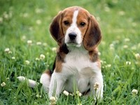Собака породы бигль сидит на траве