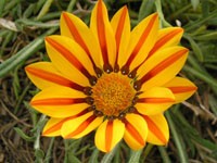 Цветок желтый с оранжевыми прожилками на лепестках