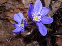 Два индигового цвета маленьких цветочка