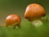 Два грибочка
