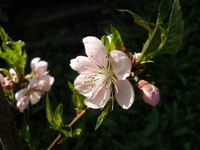 Цвет вишни