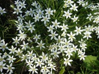 Куст белых цветов