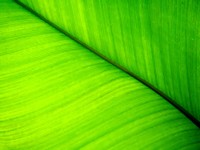 Ярко-зеленый лист