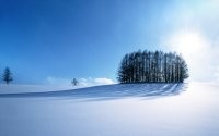 Деревья и снега