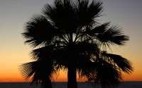 Пальма и закат