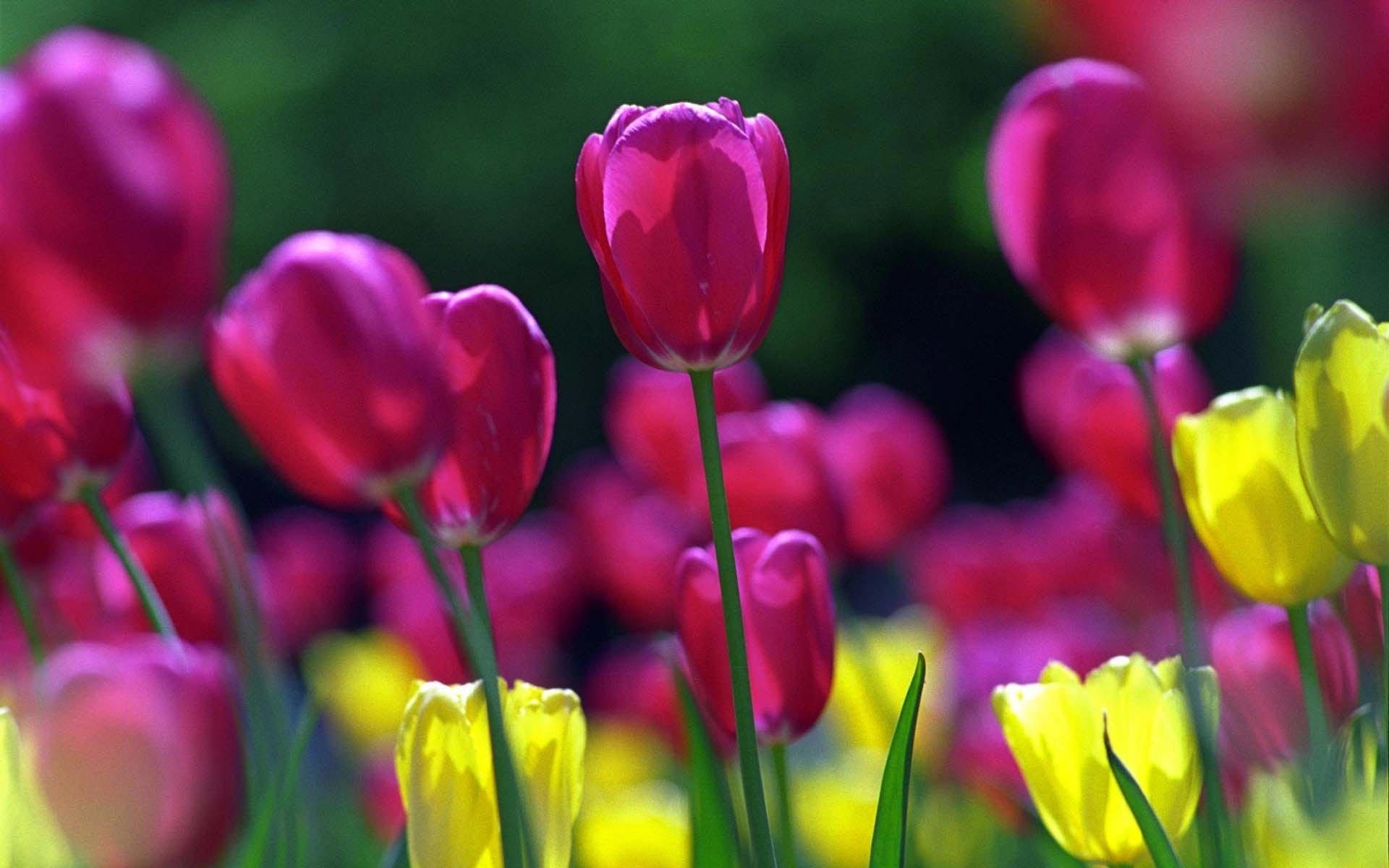 Фото природа тюльпаны